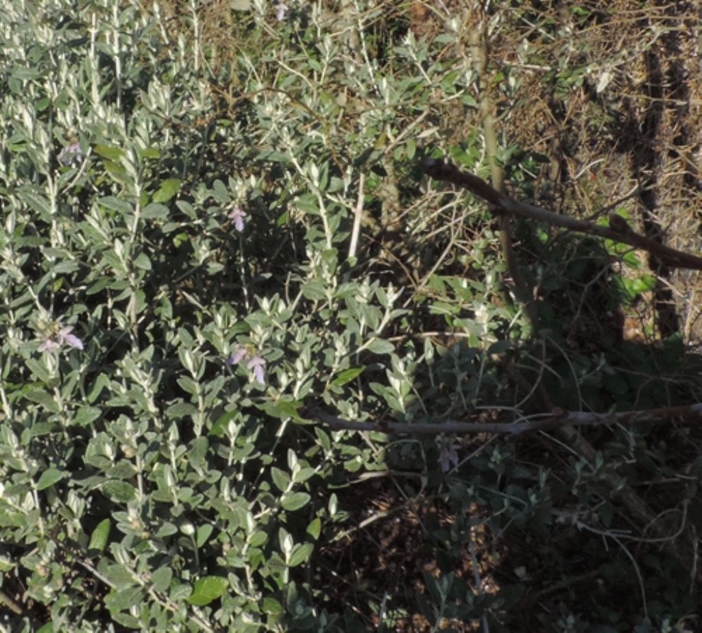 Cespuglio verde e compatto:  Teucrium fruticans (Lamiaceae)